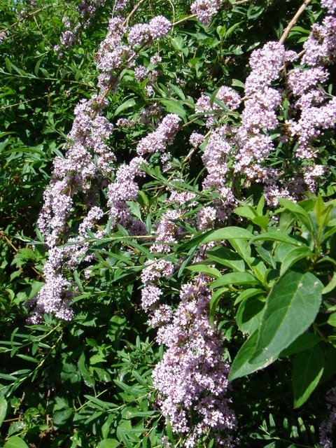 Buddleja alternifolia (2)